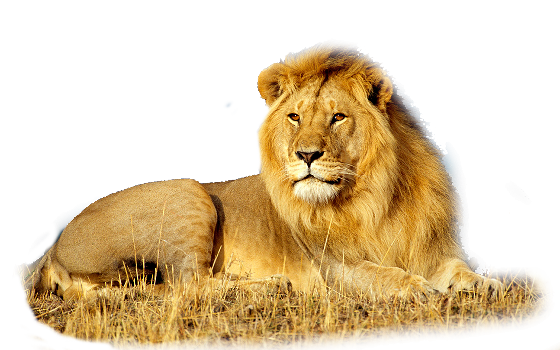 KOTY DZIKE PNG - african_lion_king-wide.png