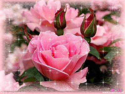 róże - glitery_pl-631.jpg