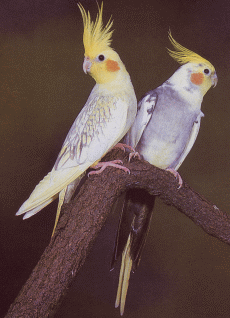Papużki - nimfa.gif