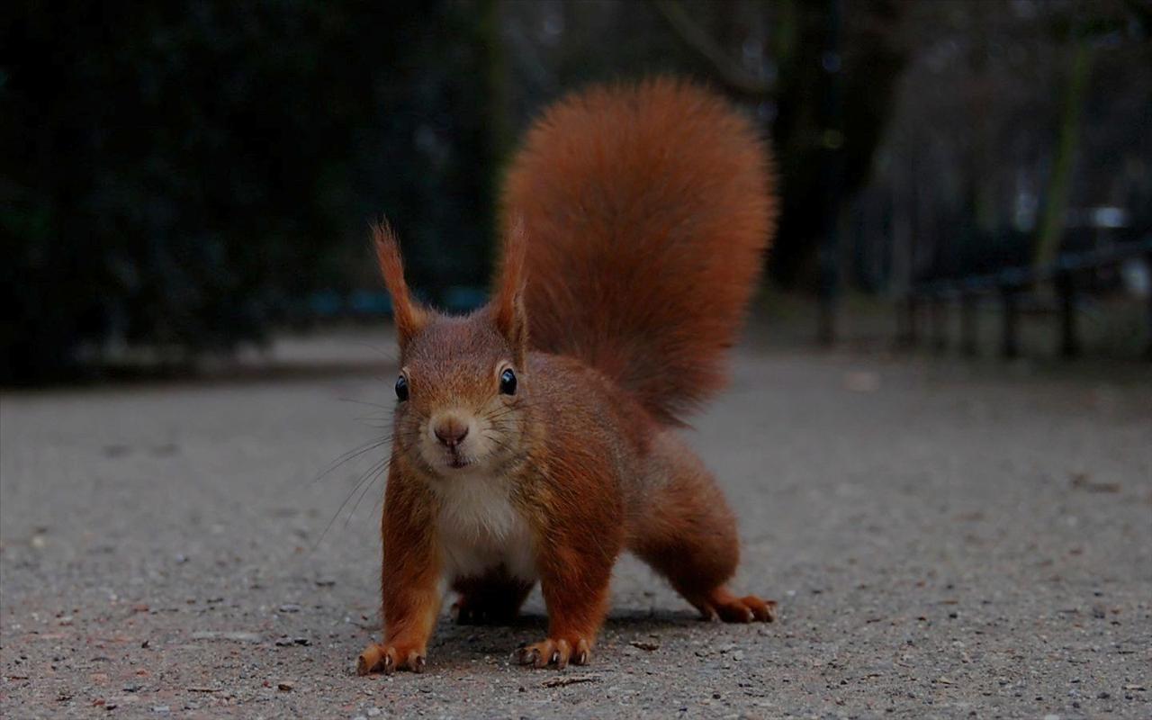 Galeria - Red Squirrel in the Hofgarten, Dusseldorf.jpg