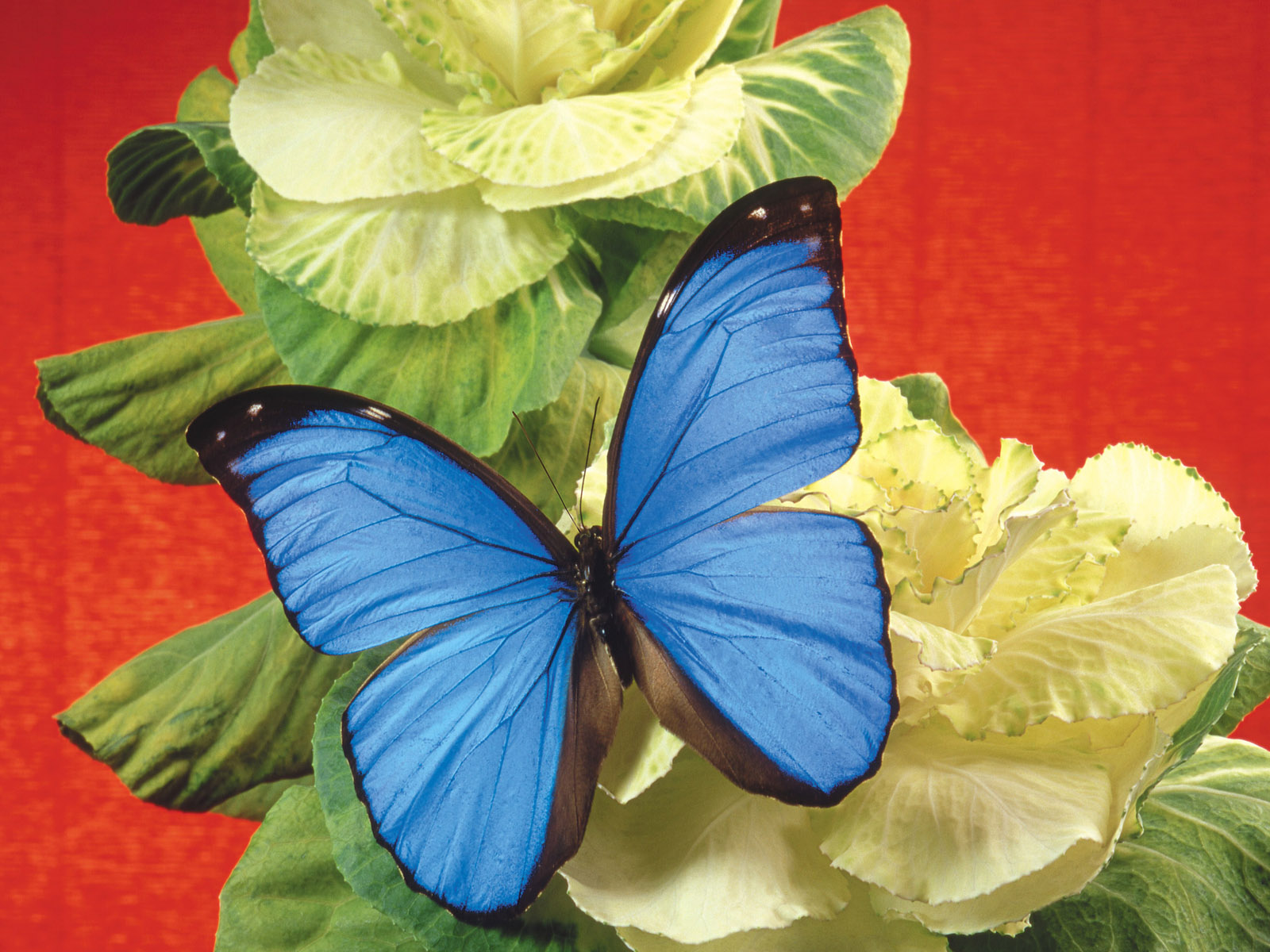 110 Beautiful Butterflies Wallpapers 1600 X 1200 - 31.jpg