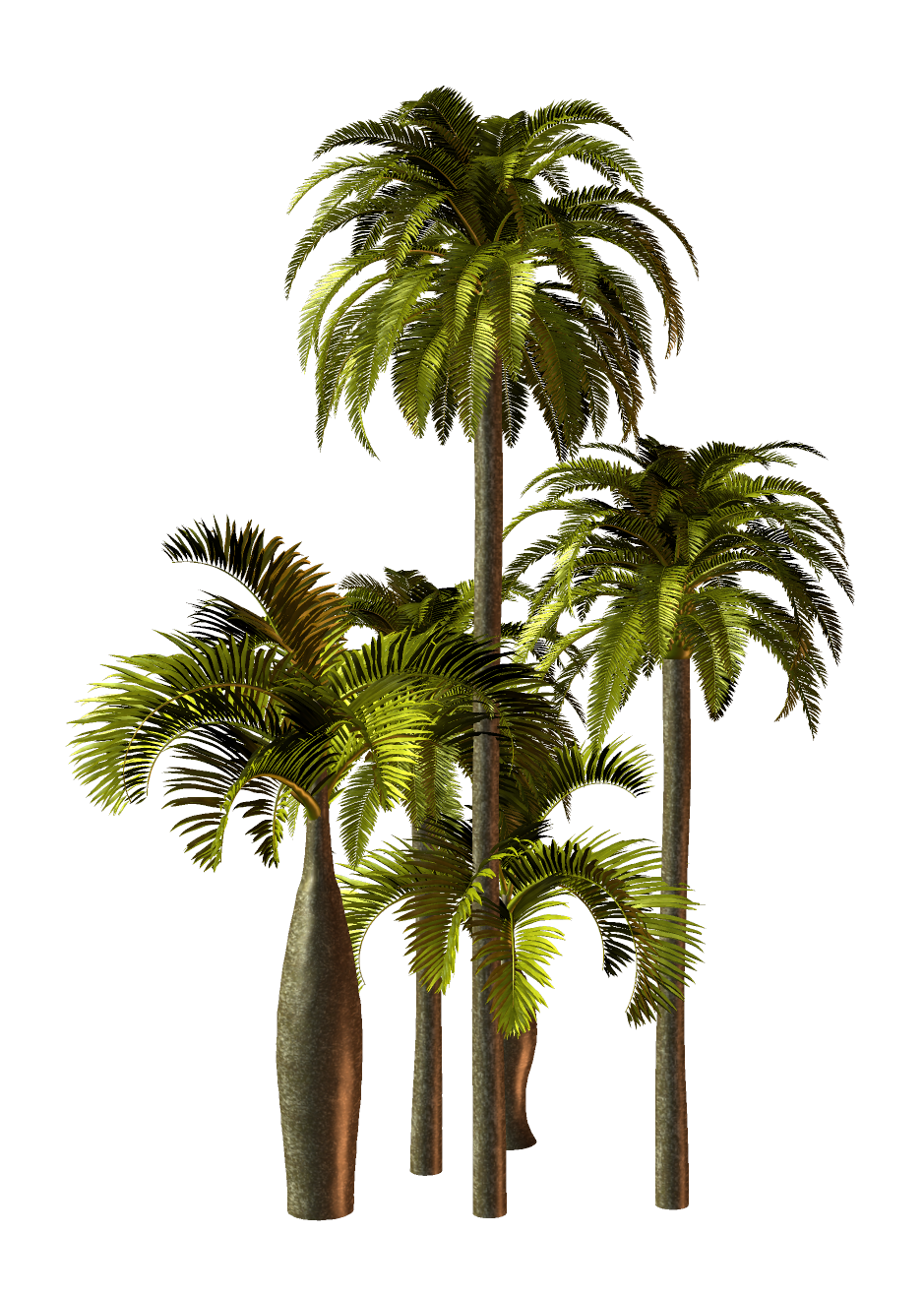 PNG-PALMY 1 - R11 - Palms - 2013 - 027.png
