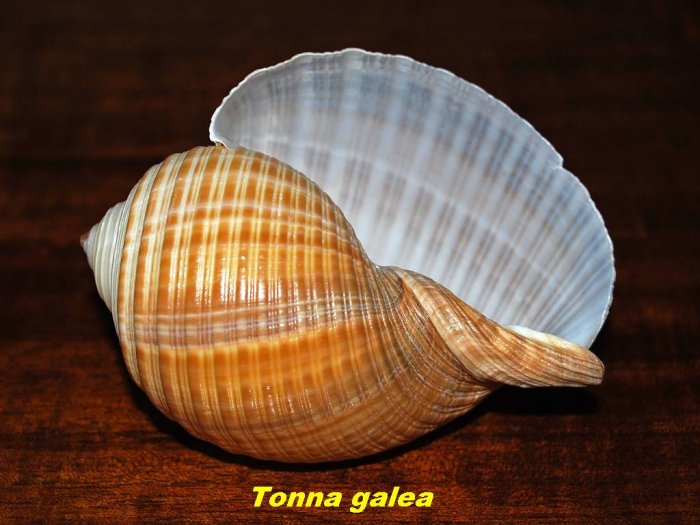 MUSZLE - sea-shells-18.jpg