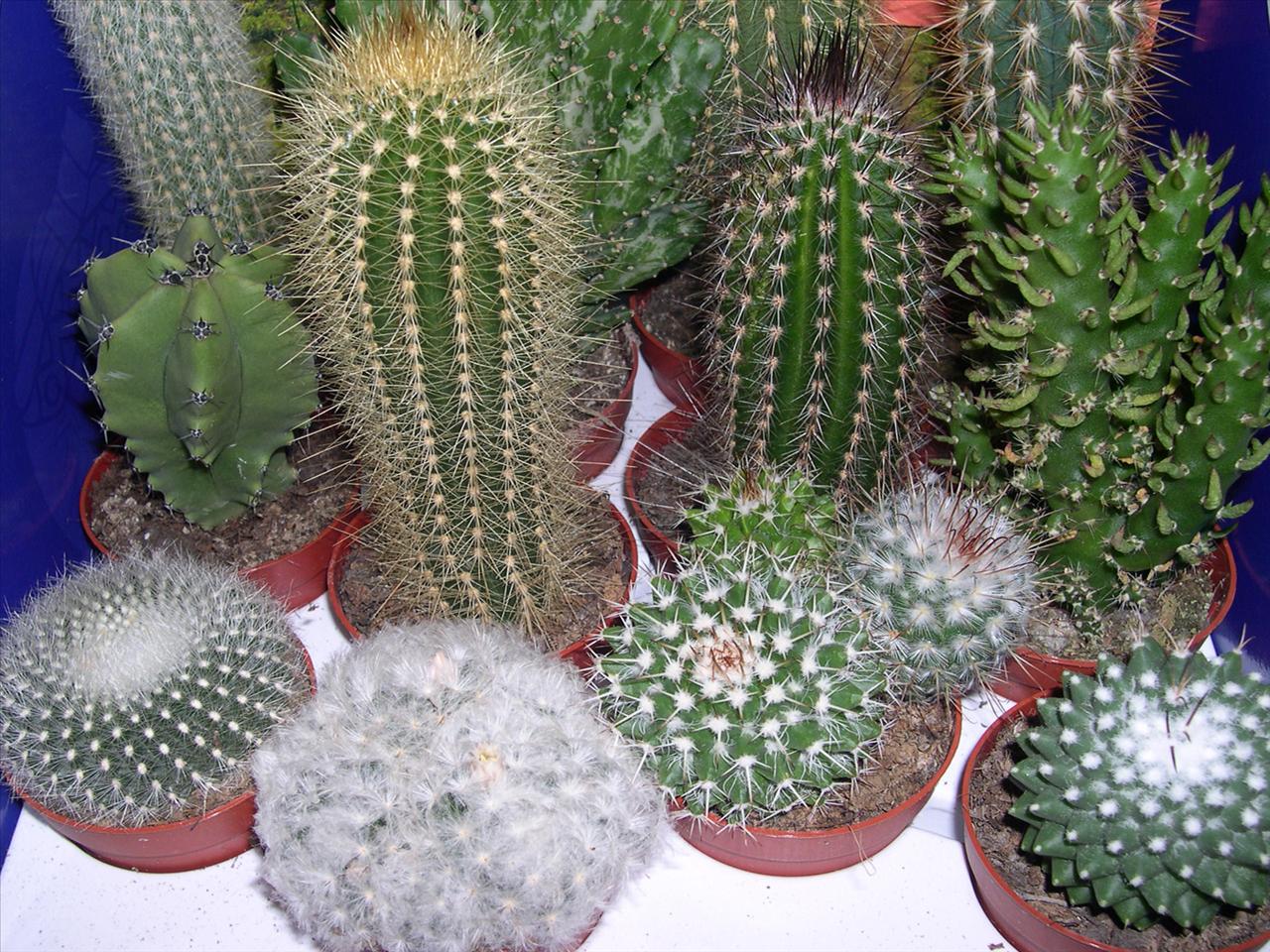 tapety -  KAKTUSY - Cactus-106.jpg