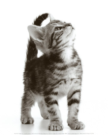 Zwierzęta - PL144Curious-Cat-Poster2.jpg