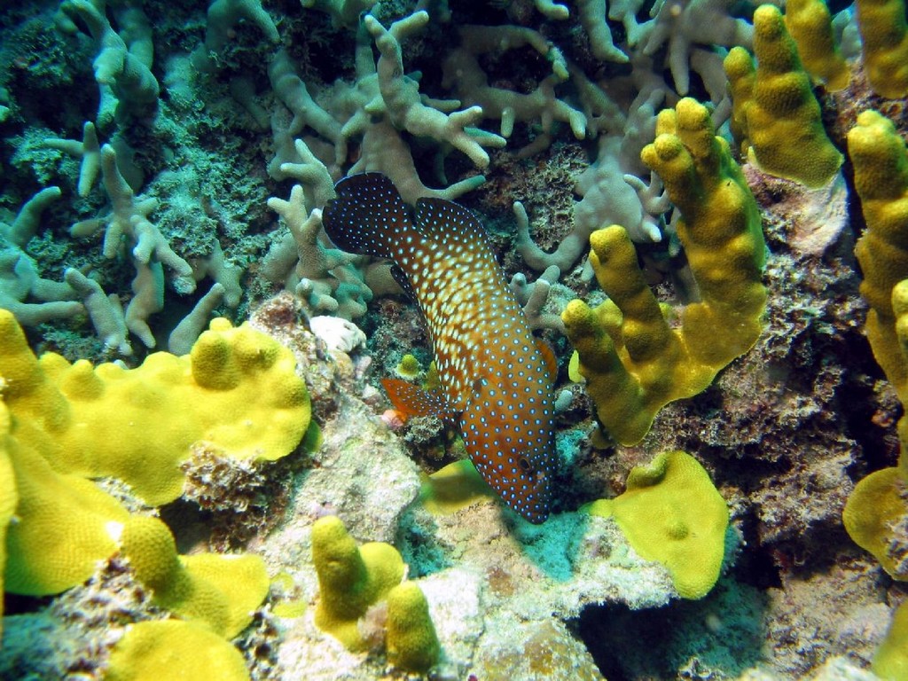 WIELKA RAFA KORALOWA - coral_cod.sized.jpg