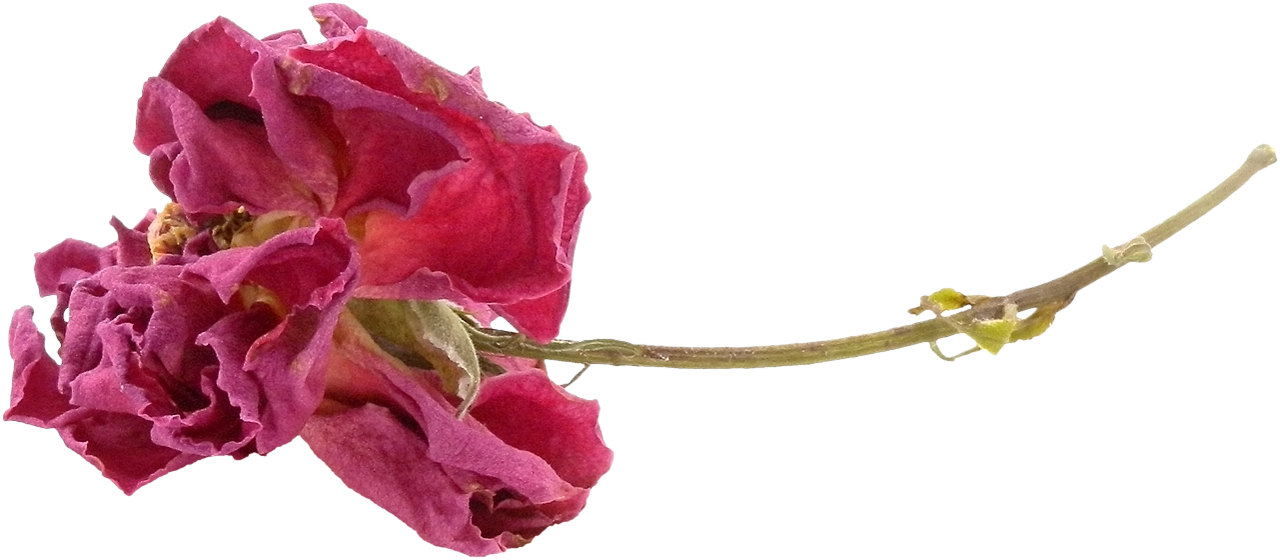 PNG-ZWIĘDŁA RÓŻA - dry rose 13.png