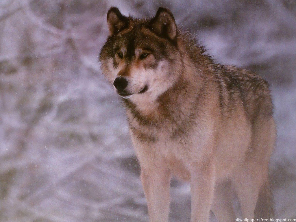 100 Wolves Wallpapers - 91.jpg