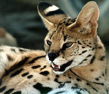 kotki - serval_cat_2.jpg