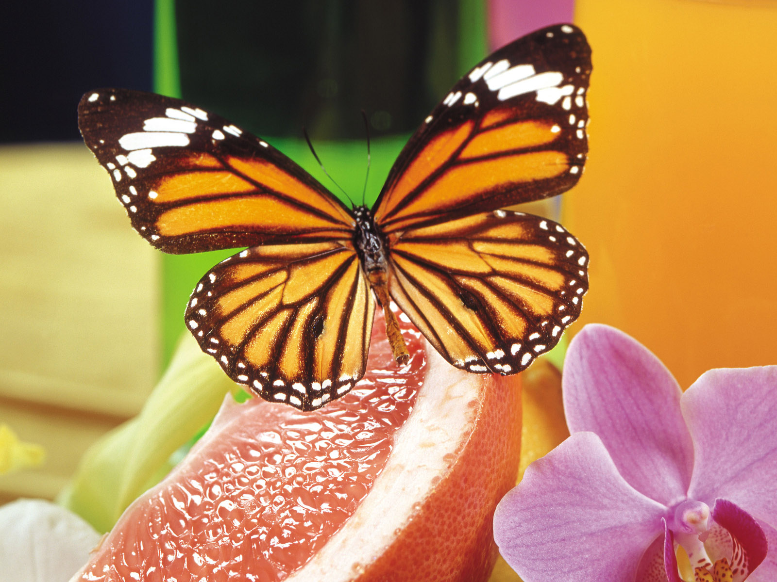 110 Beautiful Butterflies Wallpapers 1600 X 1200 - 36.jpg