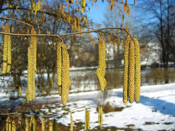 Wiosna - 1056582-Leszczyna-kwitnie-juz-w-lutym-To-co-wydaje-sie-...poprzednim-sezonie-wegetacyjnym-jest-zywym-kwiatostanem.jpg