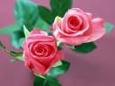 Róże - TN-home_flower_rose.jpg