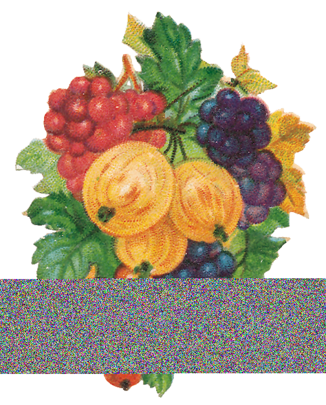   Fruits and Flowers ze starych pocztówek - 287.TIF