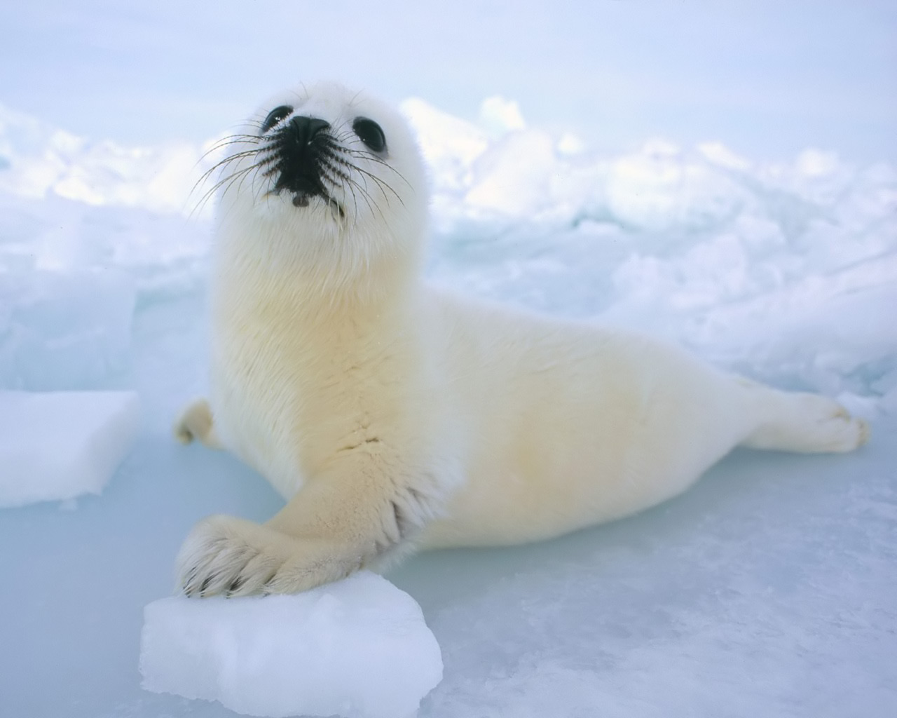 Zwierzaki - Seal_baby.jpg