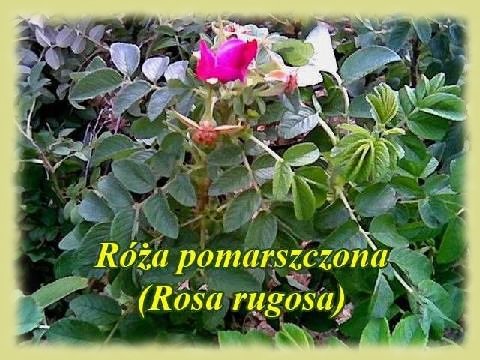 Rośliny - Rugosa.jpg