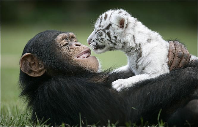 ŚMIESZNE - and-here-is-a-chimp-holding-a-tiger-cub1.jpg