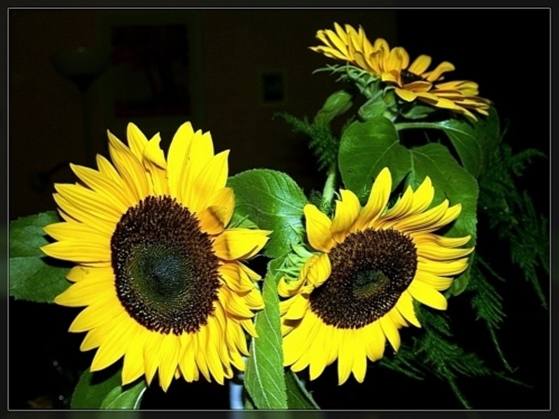 kwiaty - słoneczniki.jpg