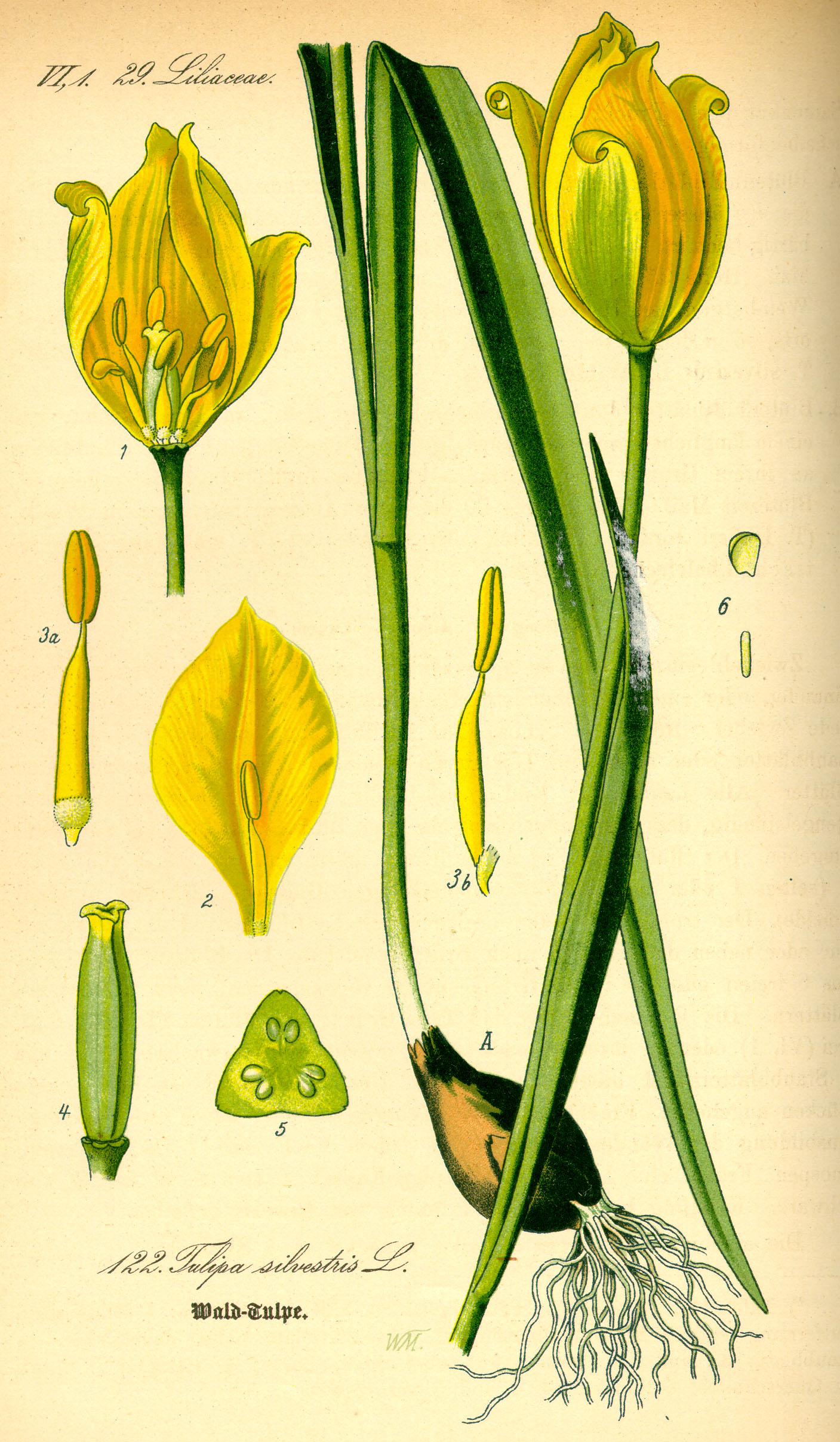 Rośliny - Ilustracje - Tulipa sylvestris Tulipan.jpg