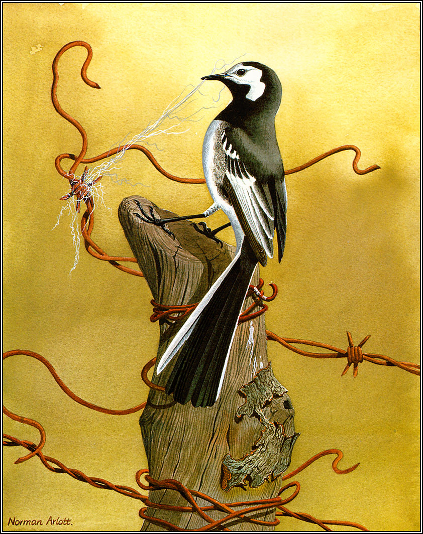 Ptaki malowane - Pied Wagtail.jpg