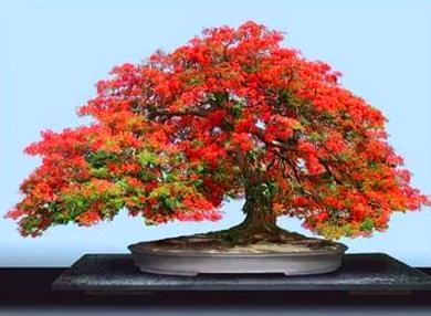 bonsai kwitnące - bonsai.bmp