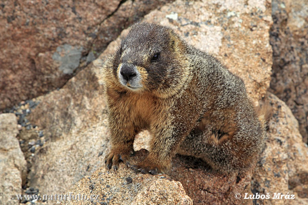 Male  słodkie futrzaki - marmota-flaviventris-świstak.jpg