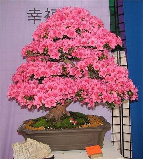 BONSAI - 1271758738_bloomingbonsai20.jpg